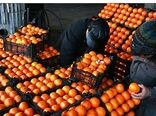 توزیع میوه شب عید استان همدان در روزهای پایانی سال