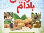 جشنواره بادام‌زمینی اول مهرماه برگزار می‌شود