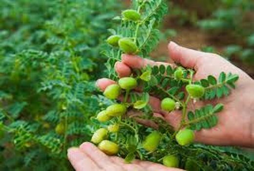 اجرای اولین مزرعه الگویی کشت نخود در گناوه 