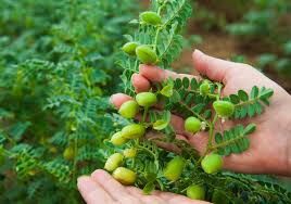 اجرای اولین مزرعه الگویی کشت نخود در گناوه 