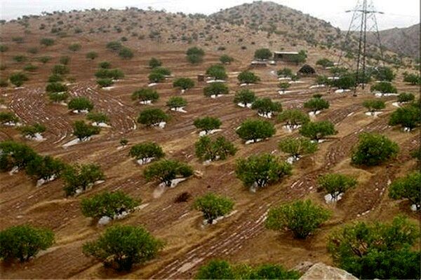 کارنامه سازمان منابع طبیعی در بخش جنگل قابل دفاع است/ توسعه ۱.۷ میلیون هکتار جنگل دستکاشت