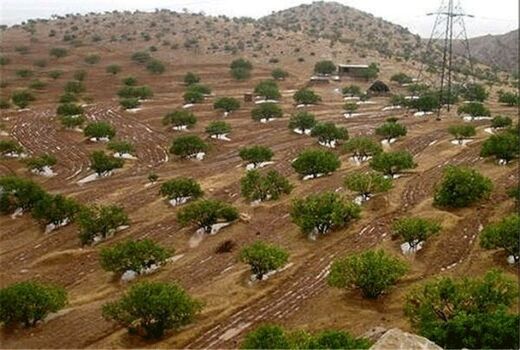 کارنامه سازمان منابع طبیعی در بخش جنگل قابل دفاع است/ توسعه ۱.۷ میلیون هکتار جنگل دست‌کاشت 
