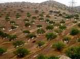 کارنامه سازمان منابع طبیعی در بخش جنگل قابل دفاع است/ توسعه ۱.۷ میلیون هکتار جنگل دست‌کاشت 