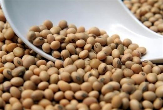 خرید دانه‌ روغنی سویا به 14 هزار تن رسید