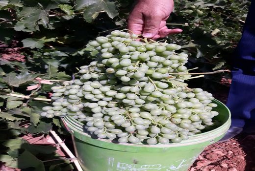 آغاز غوره  چینی از تاکستان‌های سپیدان  