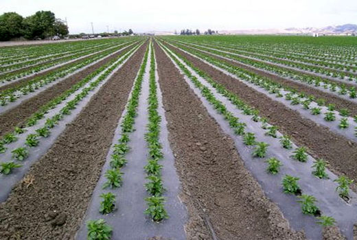 زارعین بقایای پلاستیک را از مزارع کشاورزی جمع آوری کنند