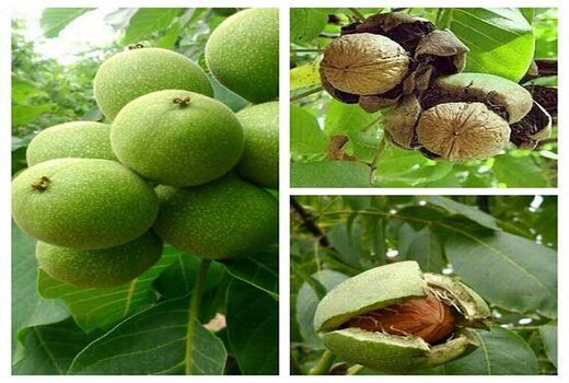 گردو‌های نی‌ریز به بازار می آید