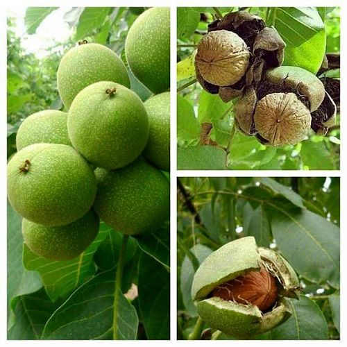 گردو‌های نی‌ریز به بازار می آید