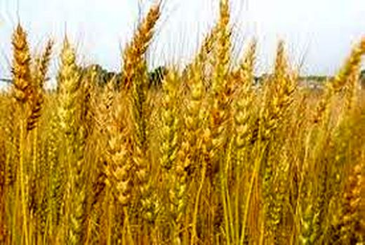 زمینه کشت قراردادی گندم دوروم در شهرستان ارزوئیه فراهم شده است