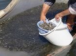 رهاسازی 450 هزار قطعه بچه ماهی در رودخانه دز