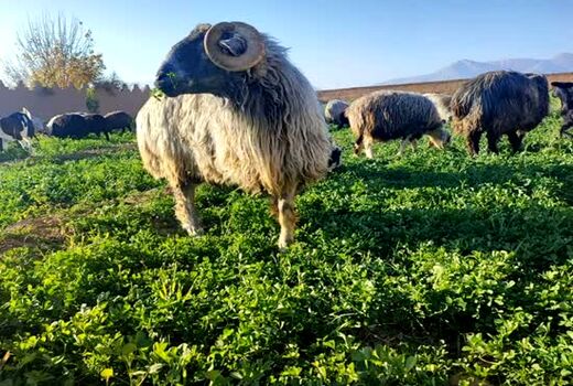 گوسفند کبوده شیراز در مسیر ثبت جهانی
