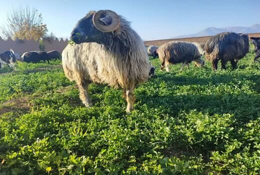 گوسفند کبوده شیراز در مسیر ثبت جهانی