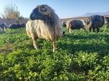 گوسفند کبوده شیراز در مسیر ثبت جهانی