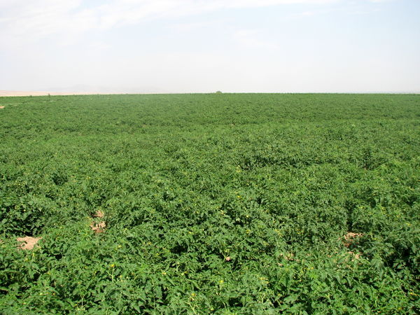 کلزا کاران قزوین نسبت به مصرف کودهای  سرک و آبیاری مزارع اقدام کنند