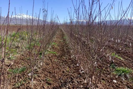 تولید سالانه یک میلیون و ۴۰۰ هزار اصله نهال در چهارمحال و بختیاری