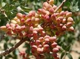 پیش بینی برداشت حدود ۶ هزار تُن پسته‌تر از باغات سرایان