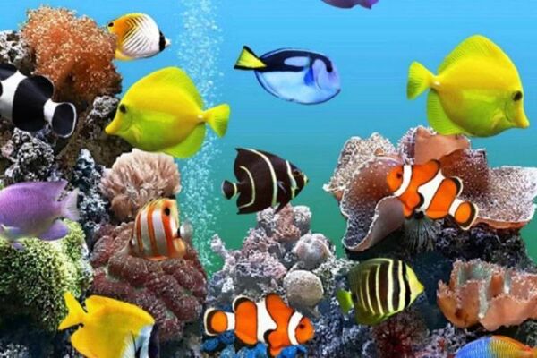 تولید 50 هزار قطعه ماهی زینتی در چهارمحال و بختیاری