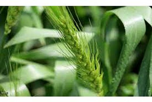 کشت قراردادی گندم در 27 هزار هکتار مزارع مازندران