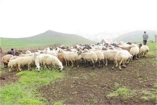 تولیدات عشایری خراسان شمالی با استفاده از دانش نوین به۸۳۰۰ تن رسید