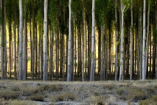 توسعه 30 هزار هکتاری زراعت چوب در سال جهش تولید