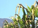 خسارت میلیاردیِ سرما به کشاورزانِ بویین میاندشت