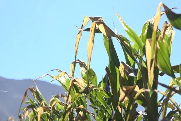 خسارت میلیاردیِ سرما به کشاورزانِ بویین میاندشت