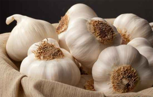 پیش‌بینی برداشت ۴۶ هزار تن سیر از مزارع استان همدان