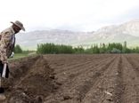 پیش بینی کشت ۶ هزار هکتاری پنبه در مانه و سملقان