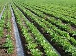 اسلام‌آبادغرب؛ قطب تولید چغندرقند در استان کرمانشاه