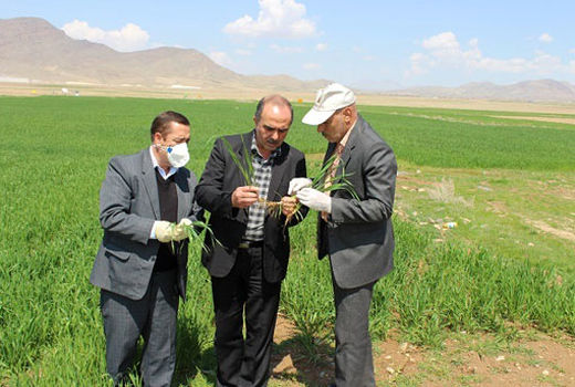 بیش از ۴۴۷۷ هکتار از مزارع غلات شهرستان مرند  علیه علفهای هرز سمپاشی شد 