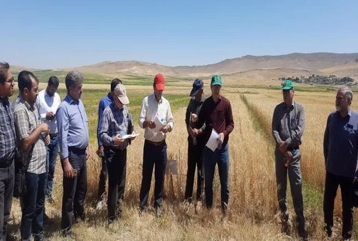 تبیین آخرین دستاوردهای تحقیقاتی موسسه دیم در شهرستان هشترود