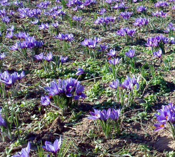 تولید ۴ و نیم کیلوگرم زعفران در مزارع کشاورزی شهرستان البرز