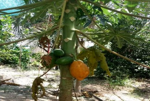 ثمردهی کشت آزمایشی پاپایا - قیروکارزین