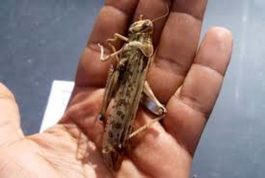آماده‌باش علیه ملخ‌های صحرایی در کهگیلویه و بویراحمد