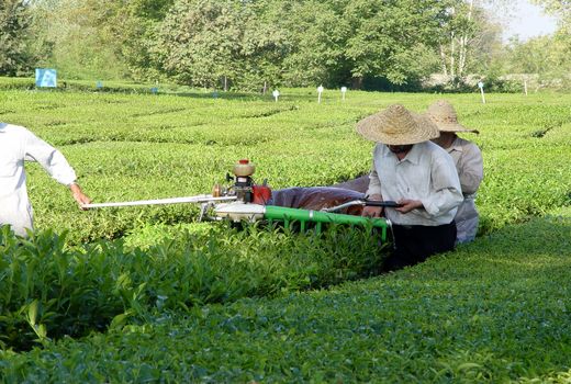 بازگشت  یکهزار هکتاری باغات چای به چرخه تولید در سال 1400