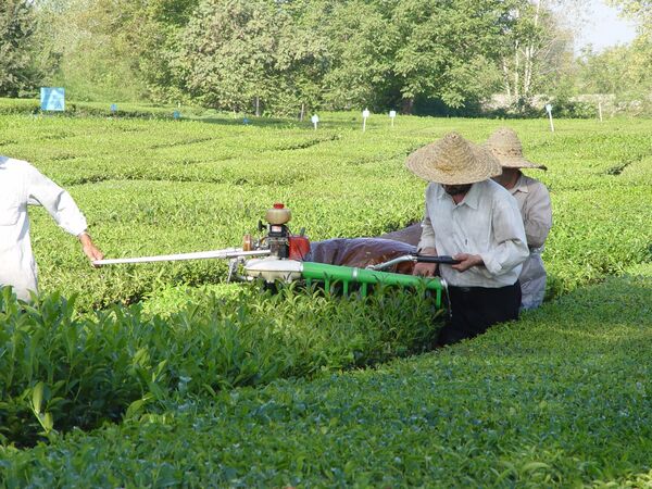 بازگشت  یکهزار هکتاری باغات چای به چرخه تولید در سال 1400