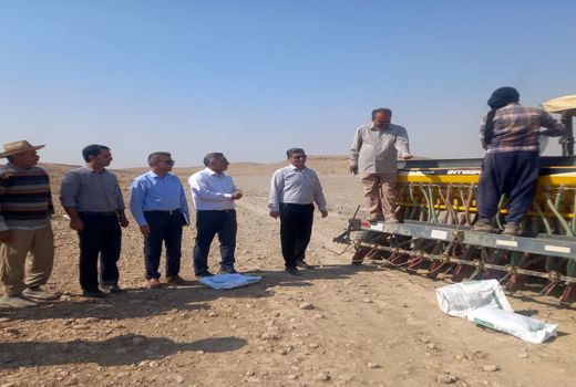 کشت دانه روغنی کلزا در 250 هکتار از مزارع فسا آغاز شد