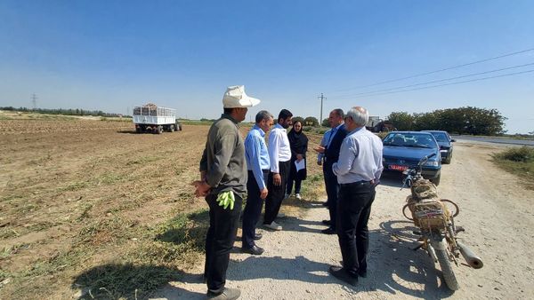 آغاز برداشت محصول چغندرقند از مزارع شهرستان میاندوآب