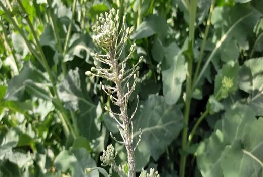 مبارزه جدی با شته مومی ضروری است