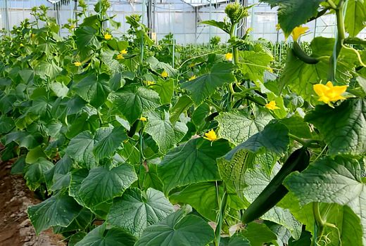 افزایش کشت گلخانه‌ای، راهکار توسعه کشاورزی اصفهان 