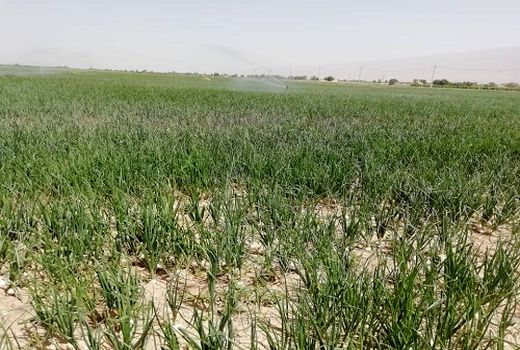 کشت 1100 هکتاری پیاز در کوار 