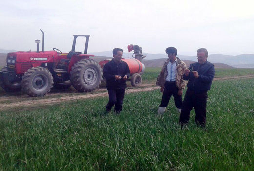 آغاز مبارزه با آفت سن غلات در آذربایجان‌شرقی