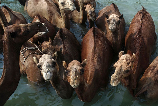 شست‌و‌شوی شترها در جزیره قشم