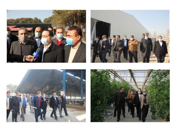 بازدید رئیس سازمان مدیریت و برنامه ریزی استان تهران از سه پروژه کشاورزی