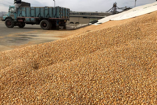 موجودی 4 میلیون و 540 هزار تن نهاده دامی در بنادر کشور