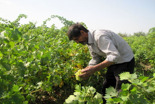 برداشت انگور در شهرستان رباط کریم آغاز شد