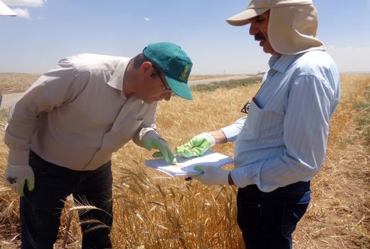 شناسایی و معرفی لاین‌های جدید در مؤسسه تحقیقات کشاورزی دیم کشور در راستای تأمین امنیت غذایی