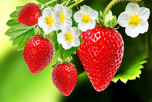 تولید سالانه توت فرنگی گلخانه‌ای در آذربایجان‌شرقی 375 تن است