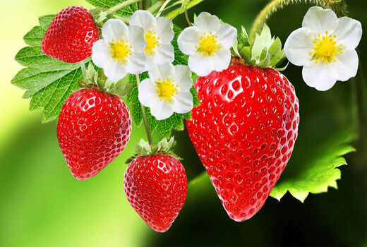 تولید سالانه توت فرنگی گلخانه‌ای در آذربایجان‌شرقی 375 تن است