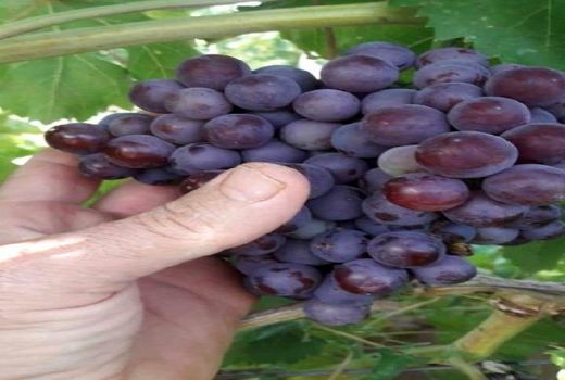 انگور یاقوتی سیاه قیروکارزین به بازار آمد